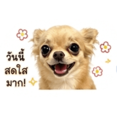 Chihuahua_20260703110022