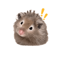 僕私のハムスター