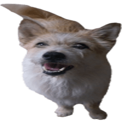 Huutang is my wife's dog.