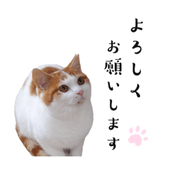 保護猫ドラちゃん。（公開用）