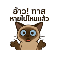 Chaya Studio_20250404082308