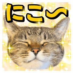 猫ミーム風キジトラ猫(よく使う言葉)