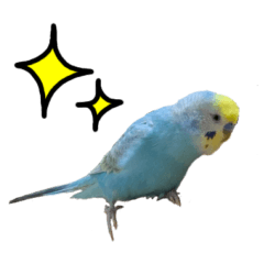 セキセイインコのアイス