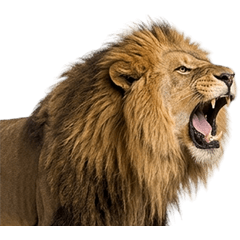 BIG! ライオン　実写