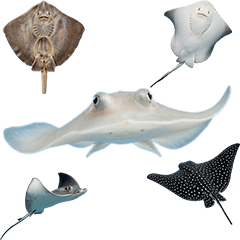 色んなエイ　実写