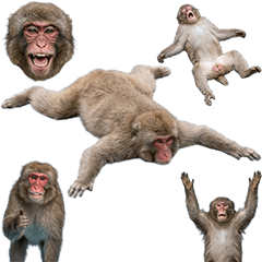 ニホンザル　実写