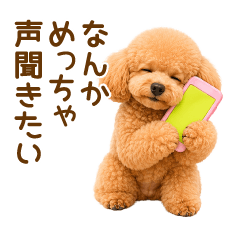 恋人に甘えたい❤️トイプーさん