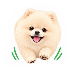 犬ちゃん ポメラニアンのスタンプ