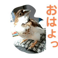 小鳥スタンプ♪関西弁ことりちゃん♪