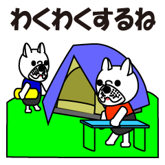 Camp of Flying French bulldog