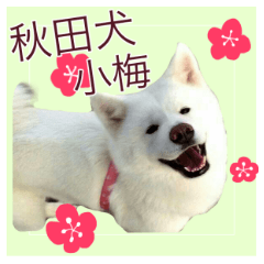 秋田犬 小梅