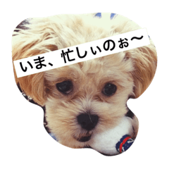 ぶさいくわんこ