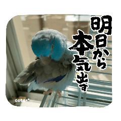 daily conversation of parrot