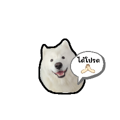 Samoyed_20230630132816