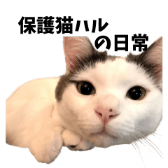 保護猫ハルの日常１
