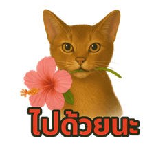 One Abyssinian cat enjoys everything