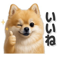 毎日使える！かわいいポメラニアン