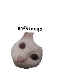 snow cat_20251111152439