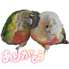 ウロコインコうりとえる