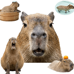 カピバラ　実写