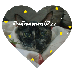 ミャオって呼んでね Ver.1