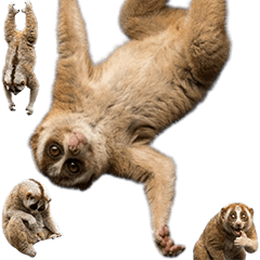 BIG! スローロリス　実写