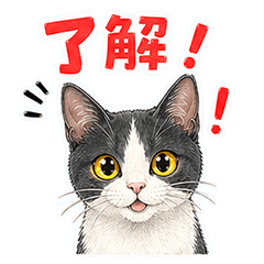 ハチワレ猫さんの毎日スタンプ