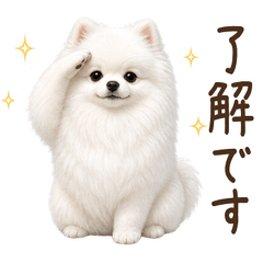 一年中使える♪ポメラニアン　白