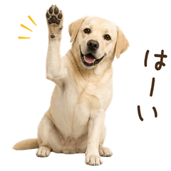 一年中使える♪ラブラドールレトリバー