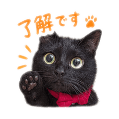 柑橘系にゃんこ(れもん✖️かぼす)