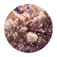 CHEERY BLOSSOM 40 STICKERS.