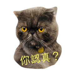 MiaoS_20190409181842