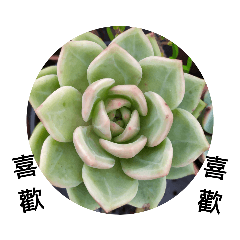 Kan Lily_20190412234431