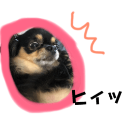 ちわわのまいにち2