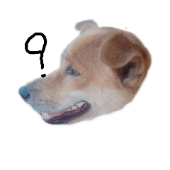 Dog_20190429103827