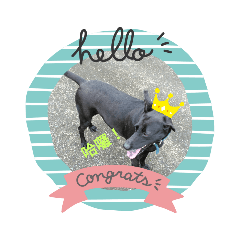 Steve Liu_20190429160435