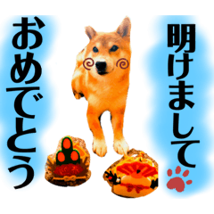 柴犬　もん吉