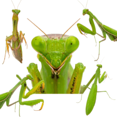 カマキリ　実写