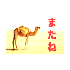 ずるずるらくだ2025