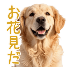 お花見で大興奮♪甘えん坊ゴールデン