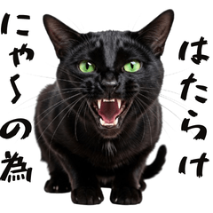 The Black Cat's Cry: Work!