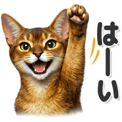 毎日使える！ アビシニアン