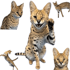 サーバルキャット　実写