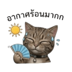 A cat named 2 Million 2