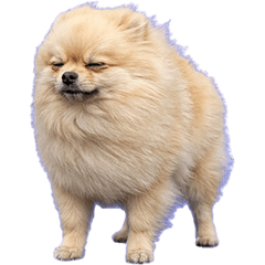 ポメラニアンin強風