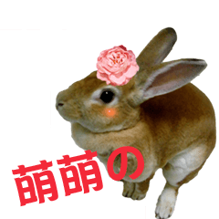 Meng Rabbit