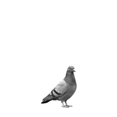 【小モノ】【モノクロ】鳩３