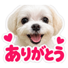 ❤️ハートにpiace ✌️