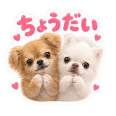 うちのチワワ(ホワイト＆ブラウン)2