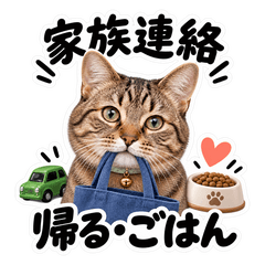 キジトラ猫の家族連絡｜帰宅・迎え・ごはん